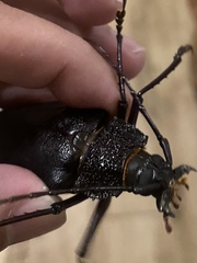 Ctenoscelis acanthopus