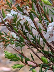 Epacris cerasicollina