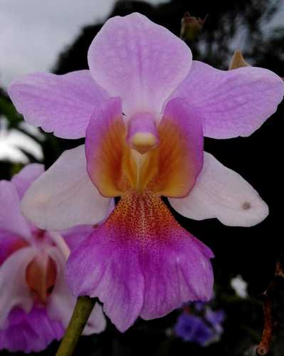 Papilionanthe hookeriana × teres