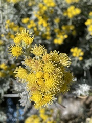 Senecio patagonicus