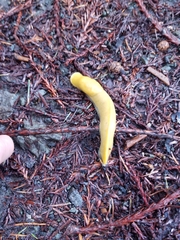 Ariolimax dolichophallus