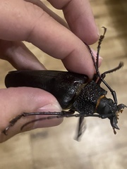 Ctenoscelis acanthopus