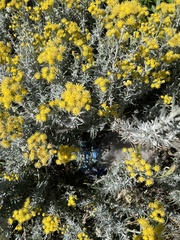 Senecio patagonicus