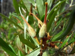 Grevillea floribunda
