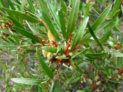 Grevillea floribunda