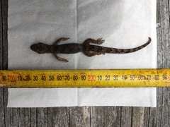 Dactylocnemis pacificus