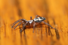 Sergiolus montanus