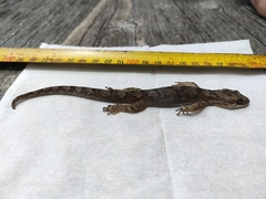 Dactylocnemis pacificus