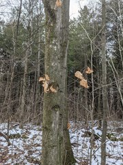 Cryptococcus fagisuga