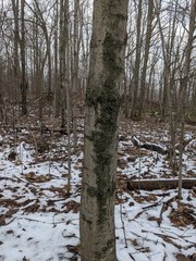 Cryptococcus fagisuga