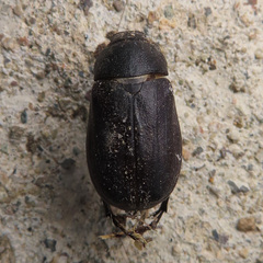 Melolonthinae