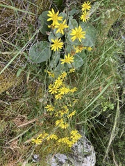 Brachyglottis lagopus
