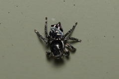 Maratus lobatus