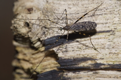Amphineurus bicinctus