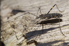 Amphineurus bicinctus