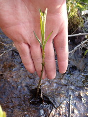 Lysimachia thyrsiflora