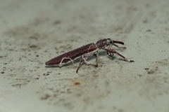 Araiobelus