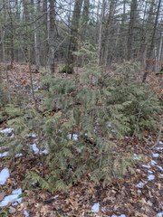 Thuja occidentalis