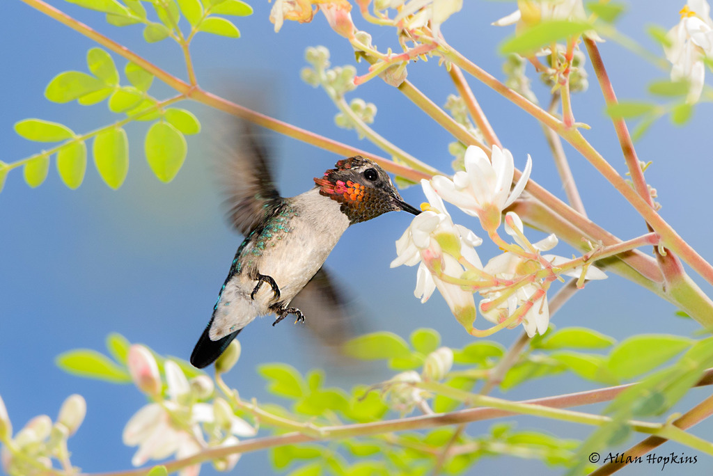 Bee Hummingbird photo