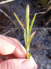 Lysimachia thyrsiflora