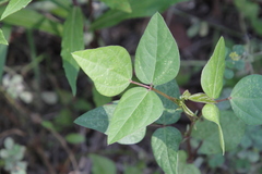 Strophostyles helvola