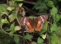 Anartia amathea amathea