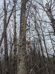 Cryptococcus fagisuga