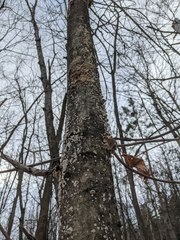 Cryptococcus fagisuga