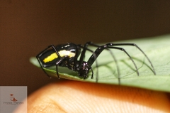 Leucauge funebris