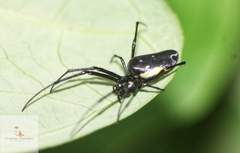 Leucauge funebris