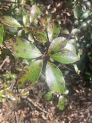 Mycosphaerella colorata