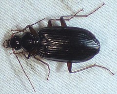 Platynus cincticollis