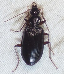 Platynus cincticollis