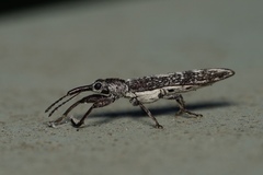 Araiobelus