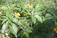 Passiflora incarnata × cincinnata