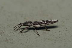 Araiobelus
