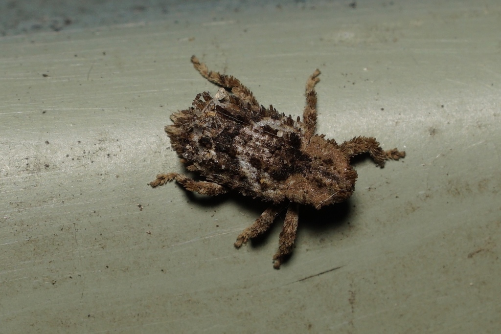 Chaetectetorus