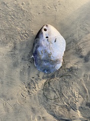 Mola