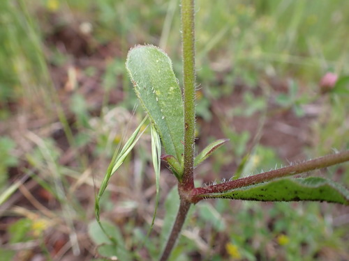 Silene gallica