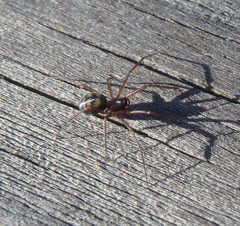 Bathyphantes pallidus