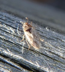 Holcocranum saturejae