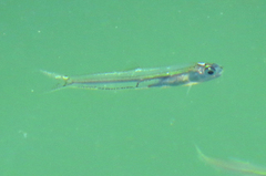 Anchoa mitchilli