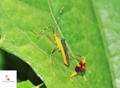 Anisoscelis foliaceus