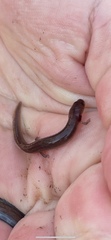 Eurycea nana