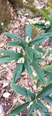 Daphne papyracea