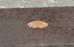 Sarobides inconclusa