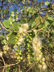 Populus fremontii