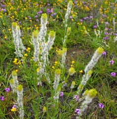 Pimelea trichostachya