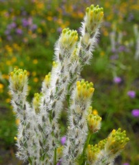 Pimelea trichostachya