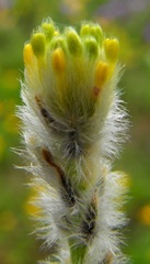 Pimelea trichostachya